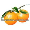 Sweet Navel Orange fournisseur